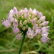 734267-allium-angulosum