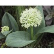 734410-allium-karataviense-ivory-queen