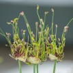 734535-allium-scorodoprasum-art