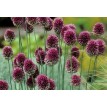 734540-allium-sphaerocephalon