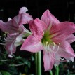 738500-hippeastrum-apple-blossom-cherry-blossom-rebecca