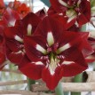 738510-hippeastrum-barbados