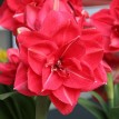 738521-hippeastrum-double-dream