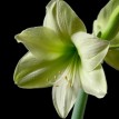 738522-hippeastrum-dream-fantasy-fantasy-dream