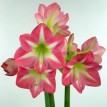 738525-hippeastrum-exposure
