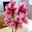 738526-hippeastrum-fantasy-gervase