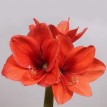 738529-hippeastrum-gold-medal-orange-souvereign-desire-naranja