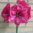 738530-hippeastrum-hercules-pink-surprise