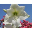738580-hippeastrum-ludwig-dazler-mont-blanc-moscow