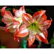 738600-hippeastrum-minerva-monte-carlo-dynasty-spartacus-pierrot