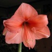 738660-hippeastrum-rilona