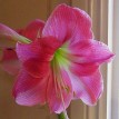 738690-hippeastrum-susan-rosalie-summer-time-candy-queen