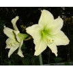 738730-hippeastrum-moonlight-luna