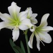 738740-hippeastrum-green-goddess