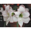 738750-hippeastrum-picotee