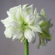 738850-hippeastrum-marilyn-polar-belle