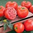 293678-middenmaat-struiktomaat-saraev-22