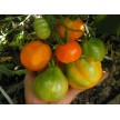 293690-middenmaat-tomaat-siberian-golden-pear-buideltomaat