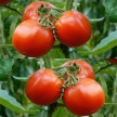 293695-middenmaat-tomaat-sibirsky-skorospeliy-early-siberian
