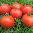 293850-middenmaat-tomaat-veni-vidi-vici