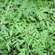 294700-varenbladtomaat-silvery-fir-tree-morkovnyi-burkan-lapu-carrot-like