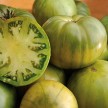295105-vleestomaat-aunt-ruby-german-green