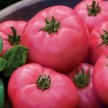 295199-vleestomaat-big-pink-f1