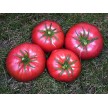 295240-vleestomaat-brandywine-prudens-purple