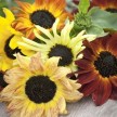 524800-helianthus-debilis-ssp-cucumerifolius-mix