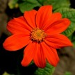 558300-tithonia-rotundifolia-red-torch