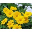 586000-doronicum-orientale