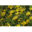589870-helianthus-laetiflorus