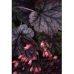 591160-heuchera-hybriden-metallica