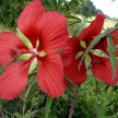 591300-hibiscus-coccineus-red-wonder