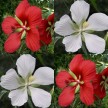 591320-hibiscus-coccineus-red-white