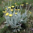 591400-hieracium-villosum