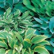 591600-hosta-mixed-species