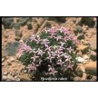 591700-houstonia-rubra