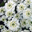 592000-iberis-sempervirens