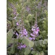 592200-indigofera-heterantha