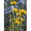 592410-inula-helenium