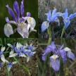 592560-iris-missouriensis