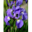 592600-iris-setosa