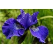 592640-iris-sibirica-prussian-blue