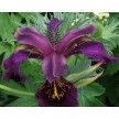 592645-iris-sibirica-ruby-wine