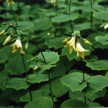 593500-kirengeshoma-palmata