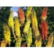 593800-kniphofia-uvaria-flamenco