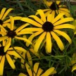 602050-rudbeckia-missouriensis