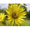 604660-silphium-laciniatum