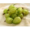 822630-kruisbes-groene-invicta
